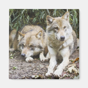 Varg Pair Restation in the Skogen Wildlife Magnet