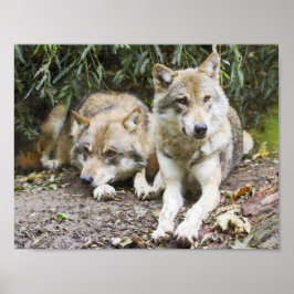 Varg Pair Restation in the Skogen Wildlife Poster