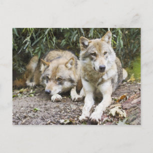 Varg Pair Restation in the Skogen Wildlife Vykort