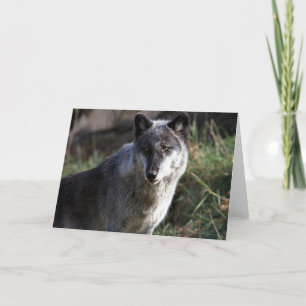 Varg Photo Closeup Notecard Kort