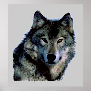 Varg Porträtt Poster
