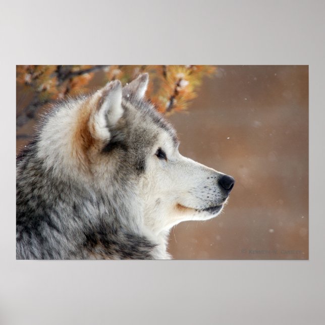 Varg Porträtt Poster (Framsidan)