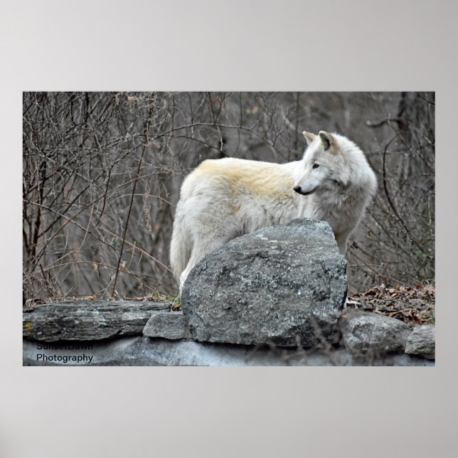 Varg Poster (Framsidan)