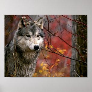 Varg Poster