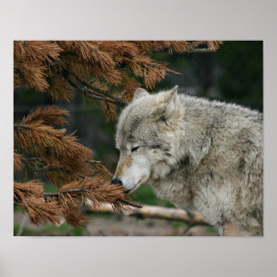 Varg Poster