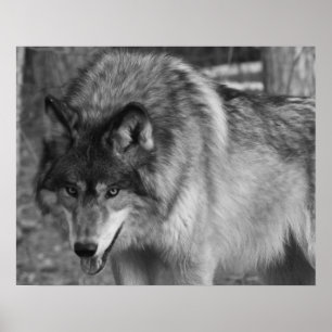 Varg Poster