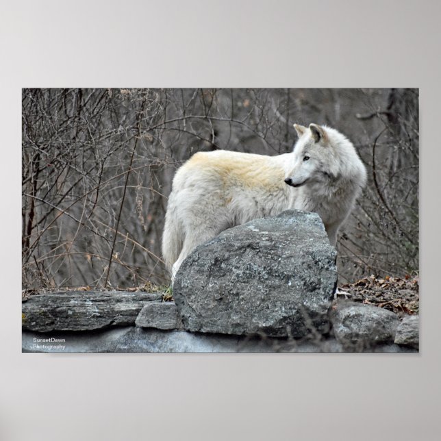 Varg Poster (Framsidan)