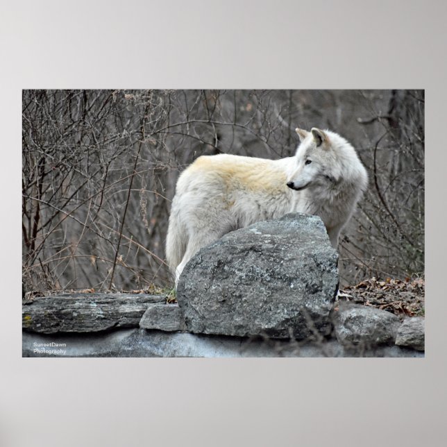 Varg Poster (Framsidan)