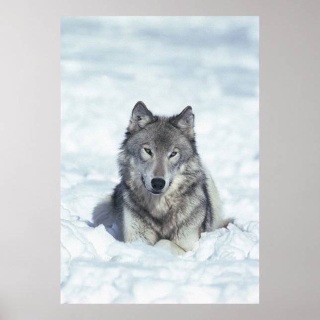 Varg Poster (Framsidan)