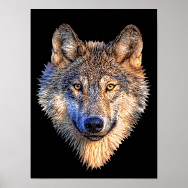 Varg Poster (Framsidan)