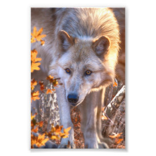 Varg Puppy AUTUMN FÄRG Fototryck