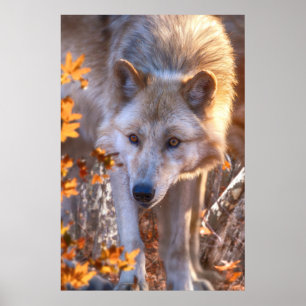 Varg Puppy AUTUMN FÄRG Poster