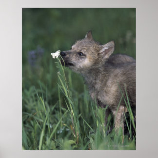 Varg Puppy Sniffing Mountain Wildblomma Poster