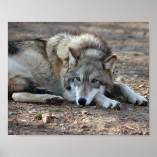 Varg - ramutskrift poster