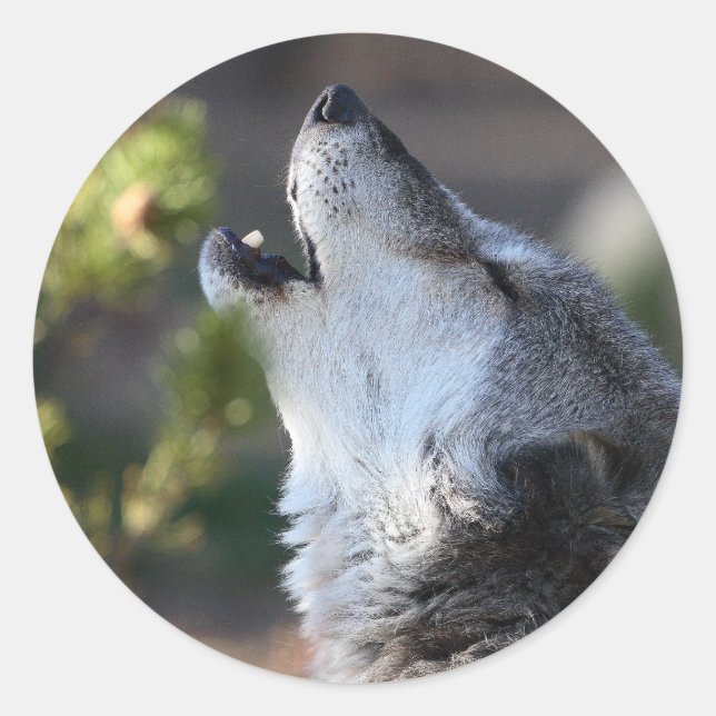 varg runt klistermärke (Framsida)