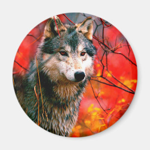 Varg som söker igenom löv i en skog magnet