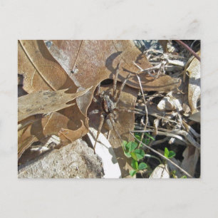 Varg Spider (Gladicosa gulosa) vykort