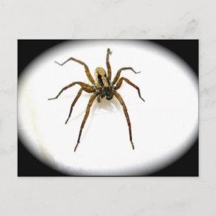 Varg Spider Male (Lycosidae) vykort