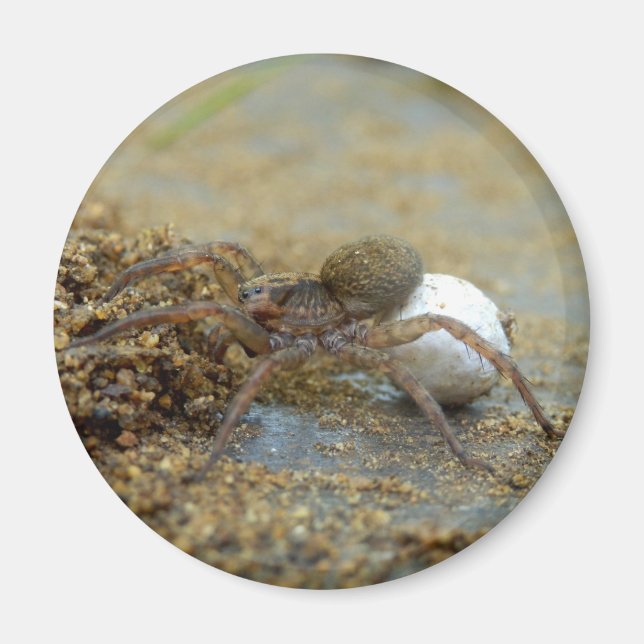 Varg Spider med magnet av Äggsac (Framsidan)