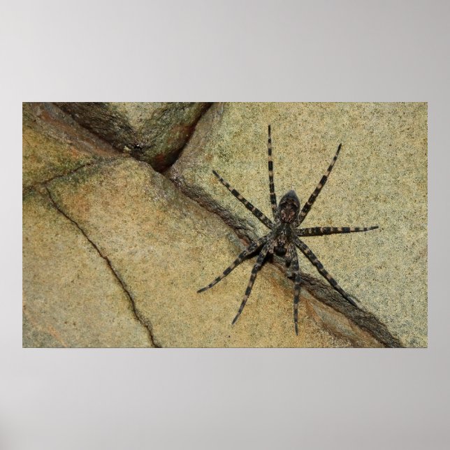 Varg Spider Poster (Framsidan)