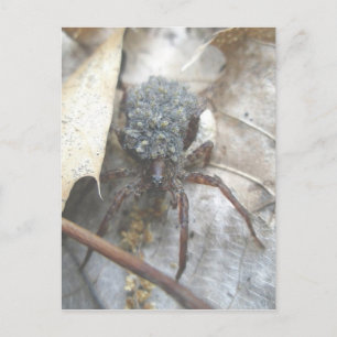 Varg Spider Spädbarn Egg Fodral vykort