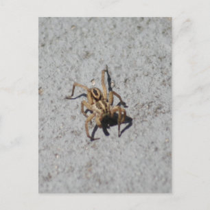 Varg Spider-vykort Vykort