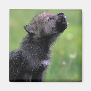 Varg Unge Howling Magnet
