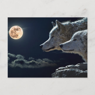 Varg Vargar Howling på Full Moon på natten Vykort