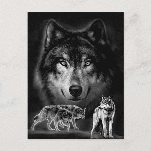 varg vykort (Framsida)