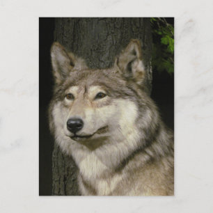 Varg vykort