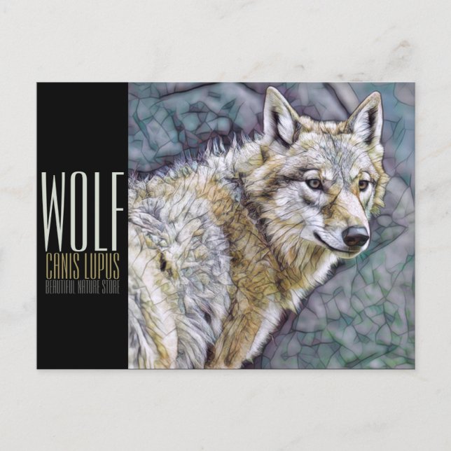 Varg [vykort] vykort (Framsida)