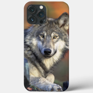 Varg Wisdom iPhone/iPad-fall