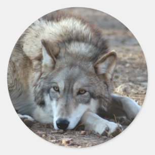 Vargar Grått Varg Stickers Runt Klistermärke