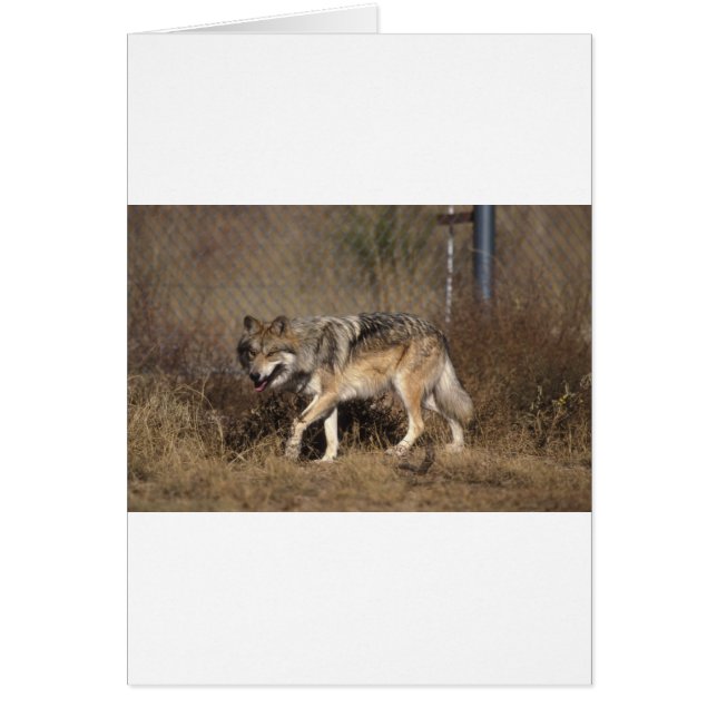 VARGAR HÄLSNINGSKORT (Framsidan)