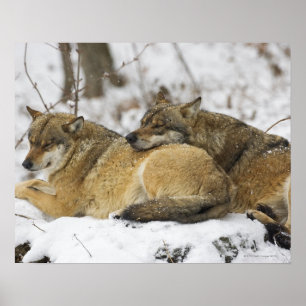 Vargar i Bawarian Wood Poster
