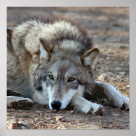 Vargar, Poster Grått-Varg