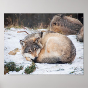 Vargar som sover poster
