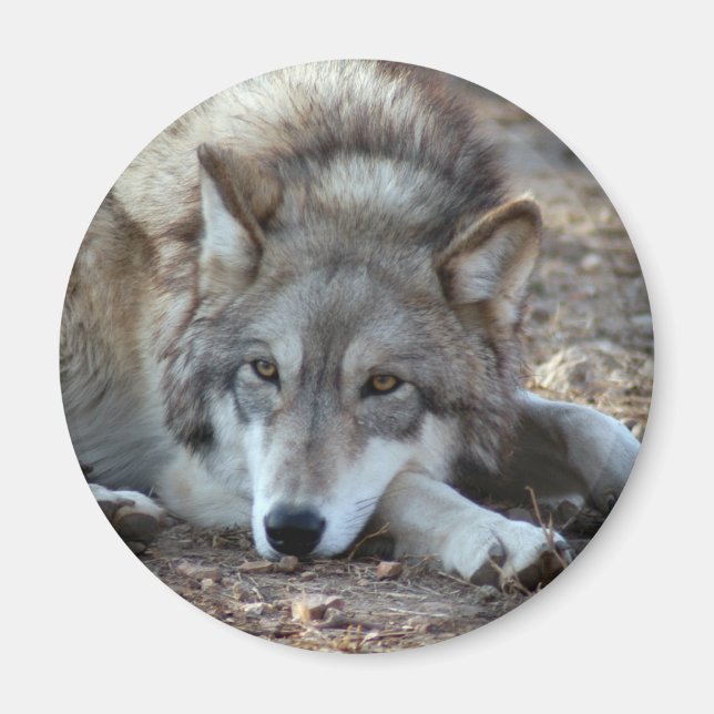 Vargar Varg Magnet (Framsidan)