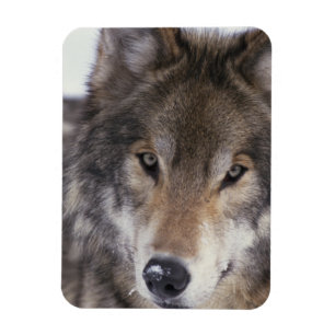 Vargblick Magnet