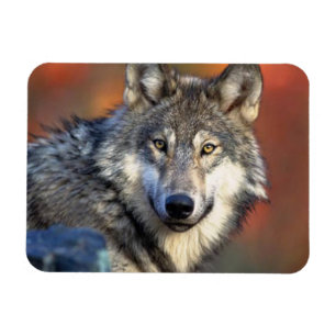 Vargen fotograferar magnet