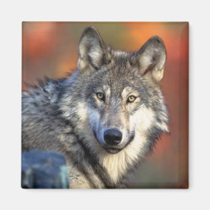 Vargen fotograferar magnet