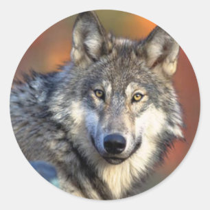 Vargen fotograferar runt klistermärke