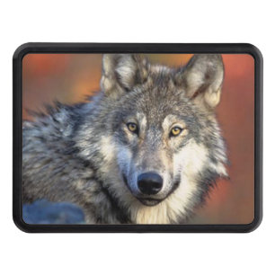 Vargen fotograferar skydd för dragkrok