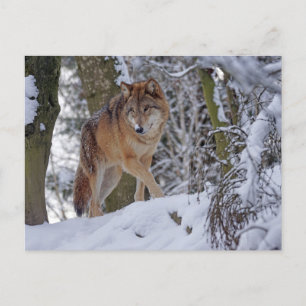 Vargen vintage Winter Vykort