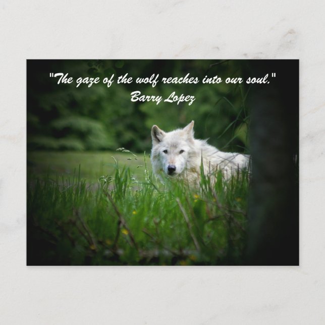Vargens blick når in.. vykort (Framsida)