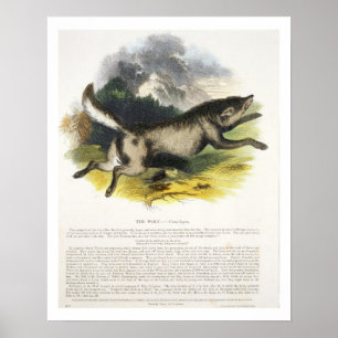 Vargens (Canis lupus) foto Poster