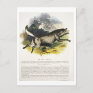 Vargens (Canis lupus) foto Vykort