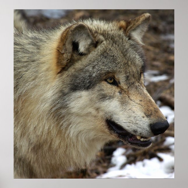 Vargens profil poster (Framsidan)