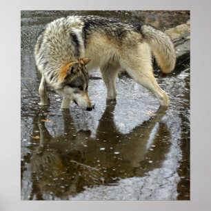 Vargens reflektion poster