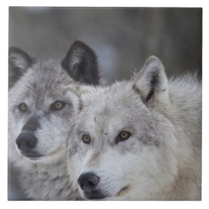 Varger (Canus lupus) från västra Yellowstone. Kakelplatta